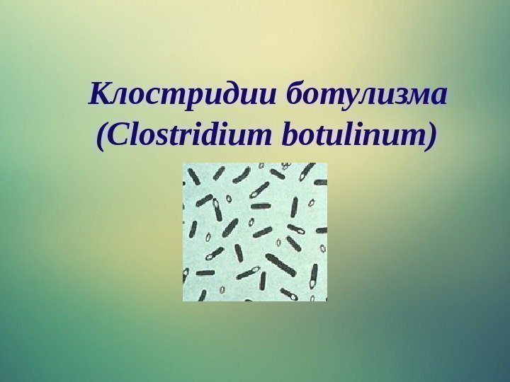  Клостридии ботулизма ( Clostridium botulinum )  